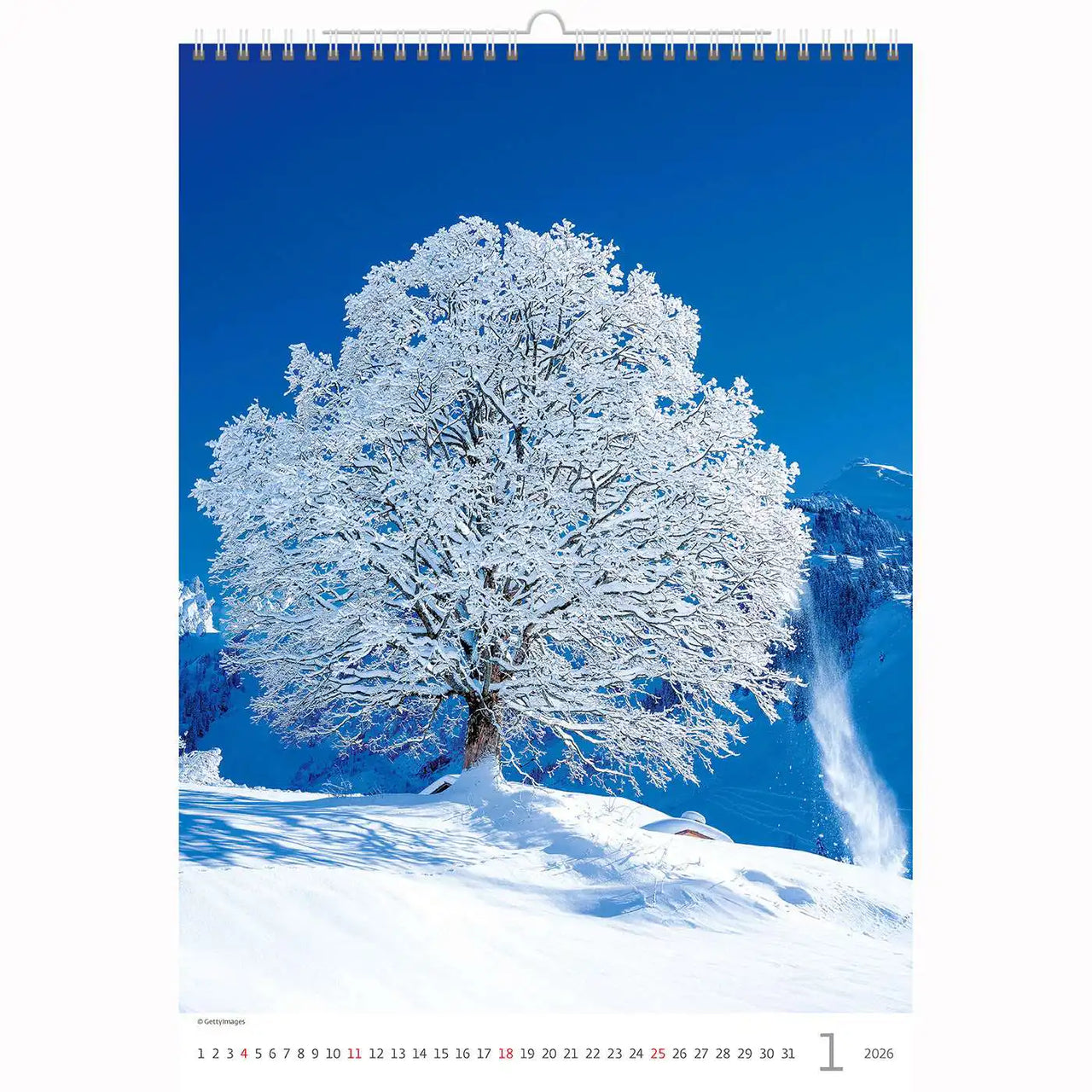 Trees Calendar A3+ size 2026+