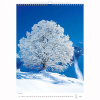 Trees Calendar A3+ size 2026+