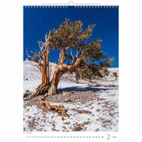 Trees Calendar A3+ size 2026+