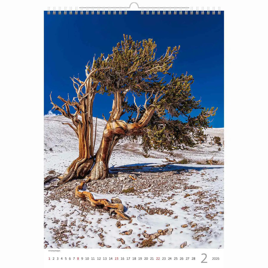 Trees Calendar A3+ size 2026+