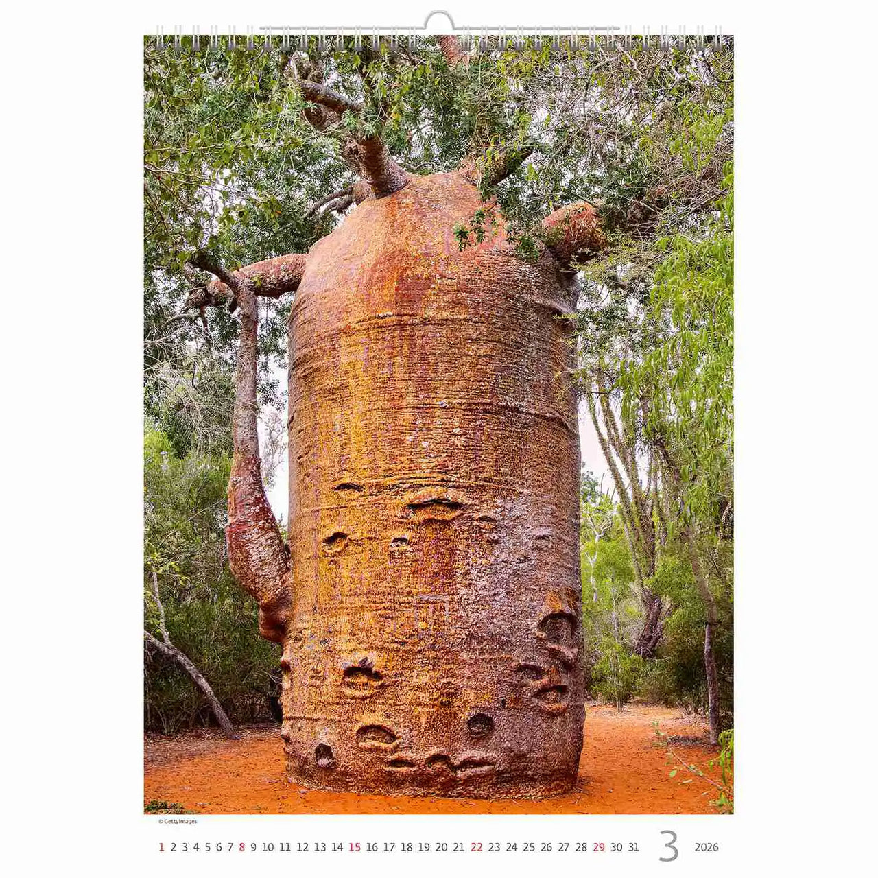 Trees Calendar A3+ size 2026+