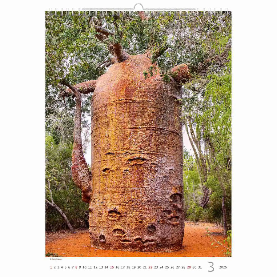 Trees Calendar A3+ size 2026+