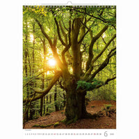 Trees Calendar A3+ size 2026+