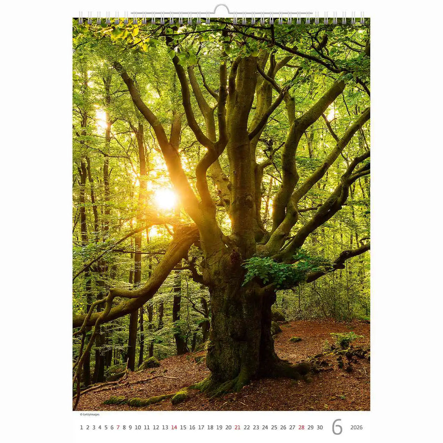 Trees Calendar A3+ size 2026+