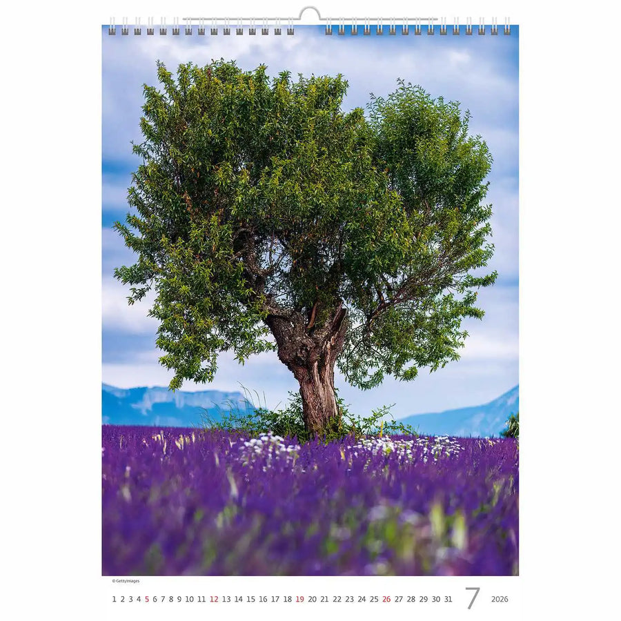 Trees Calendar A3+ size 2026+