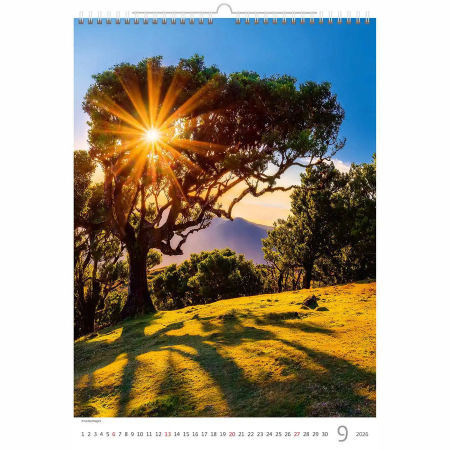 Trees Calendar A3+ size 2026+