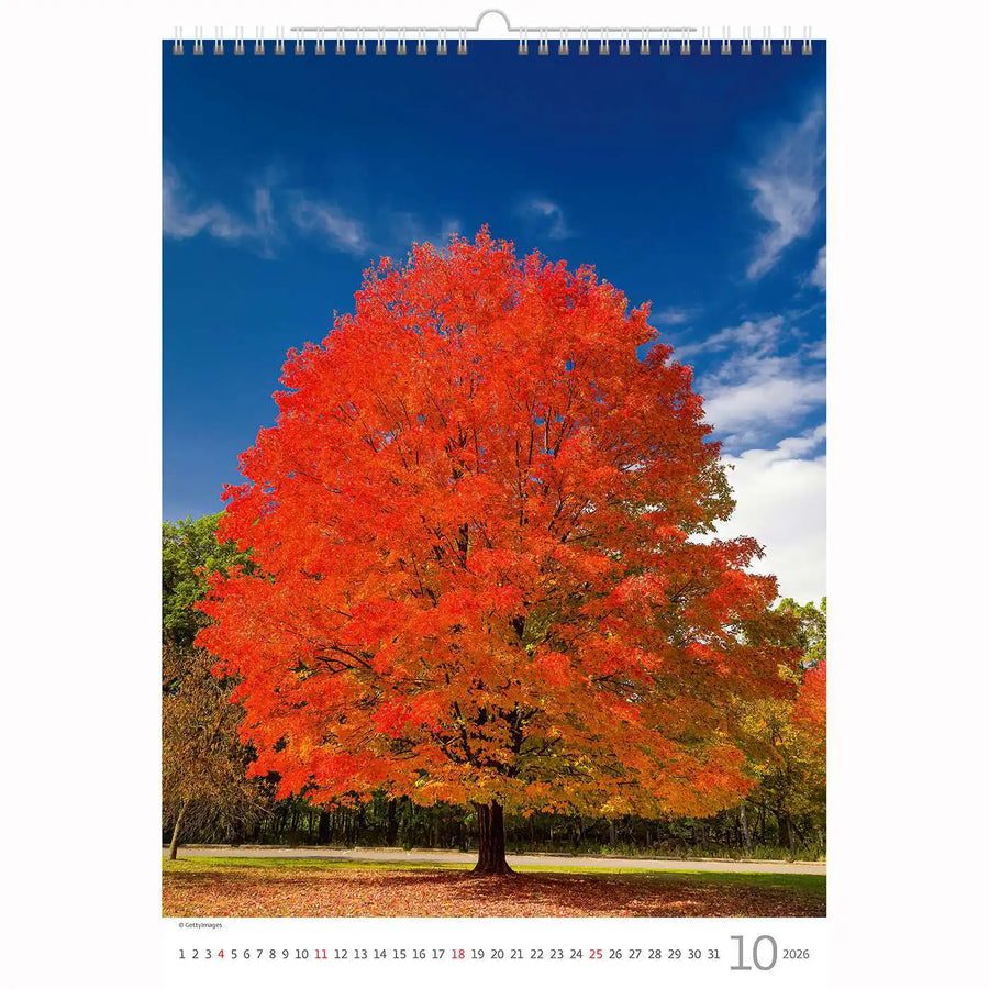 Trees Calendar A3+ size 2026+