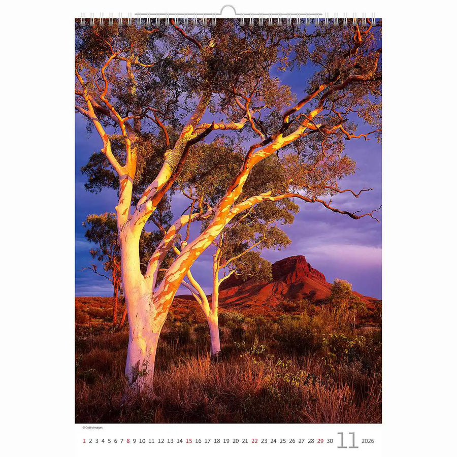 Trees Calendar A3+ size 2026+