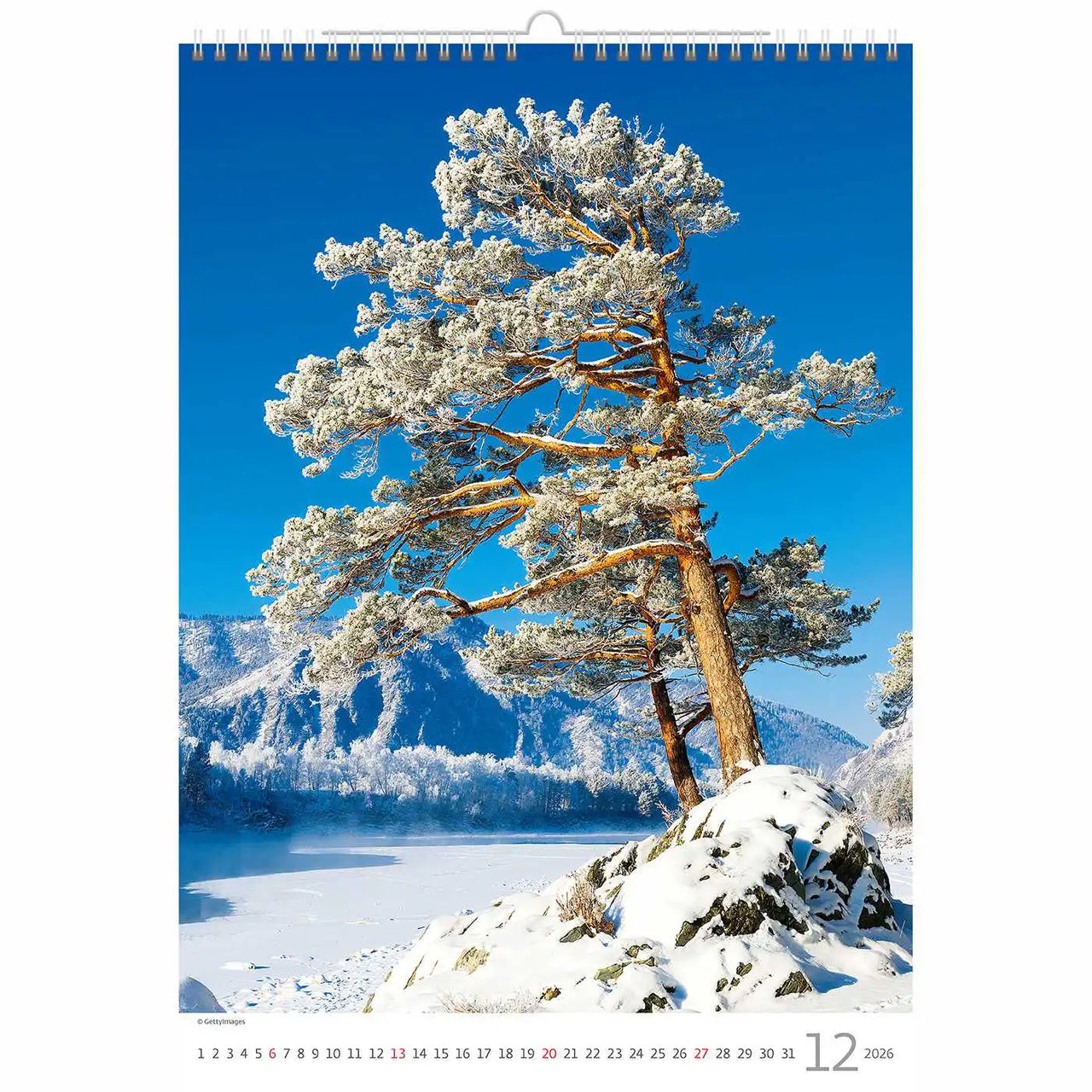 Trees Calendar A3+ size 2026+