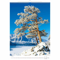 Trees Calendar A3+ size 2026+