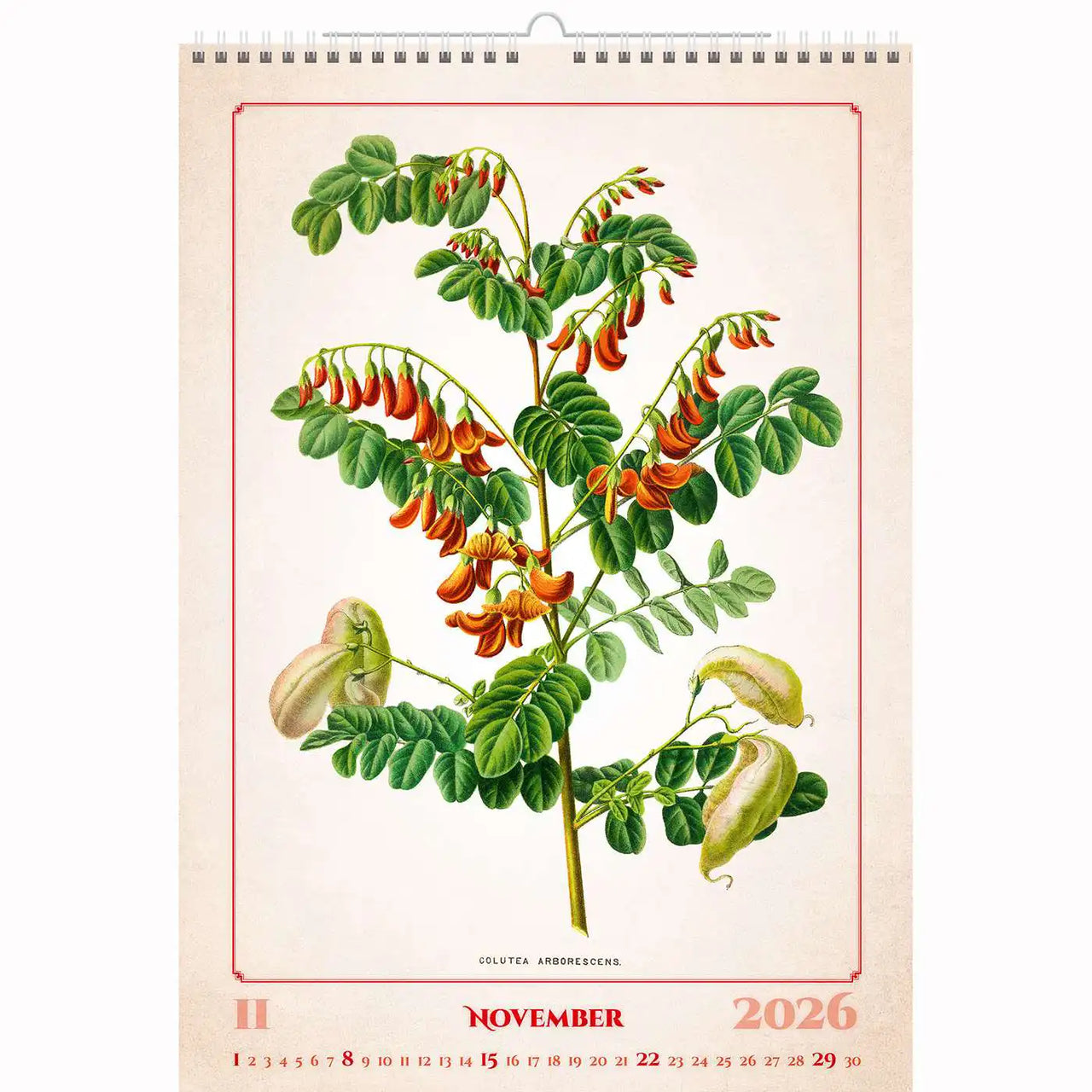 Botanische herbariumkalender A3+ 2026+