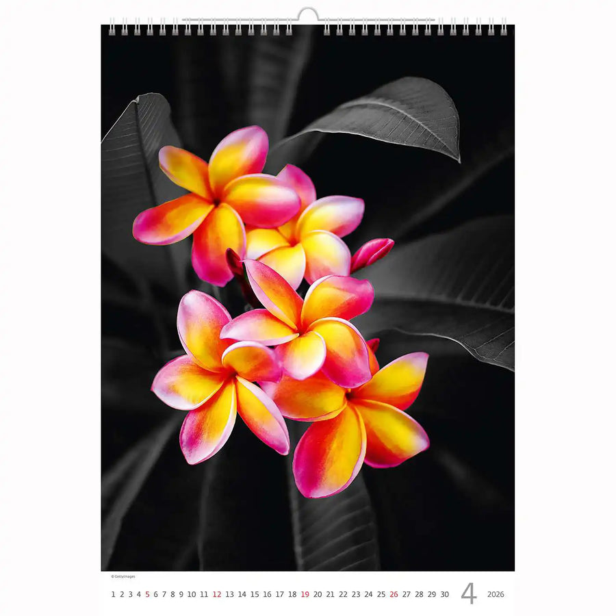 Splash van kleurkalender A3+ 2026+