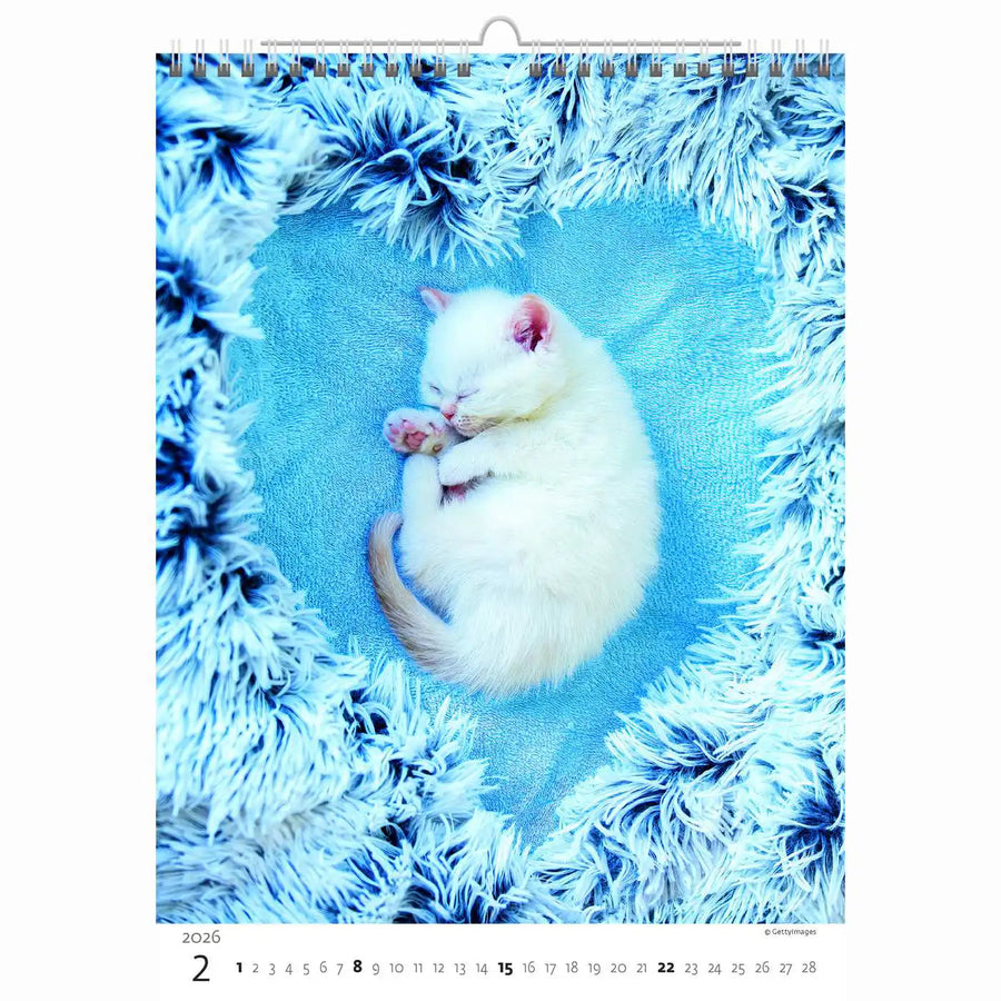 Schattige kittens kalender A3+ 2026+
