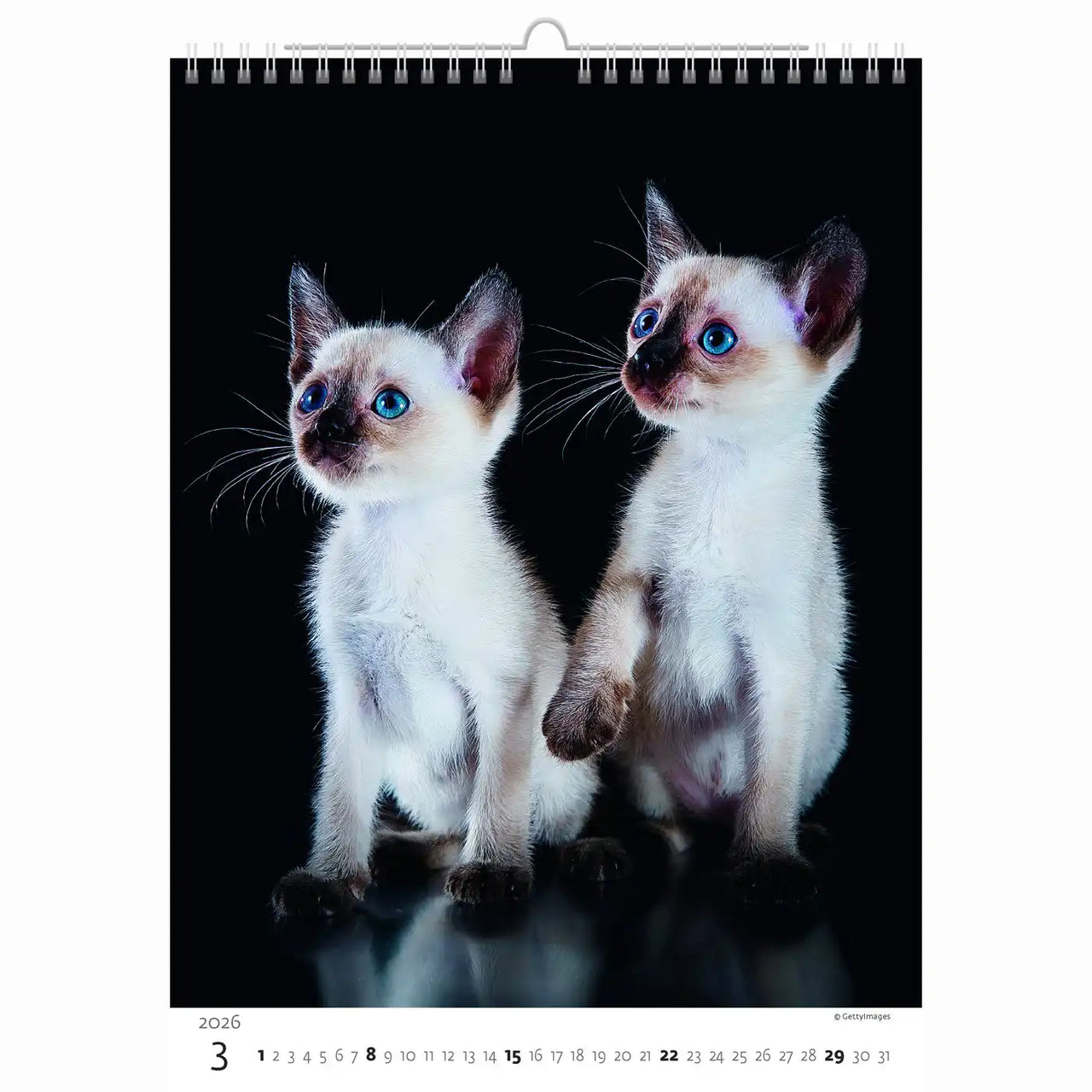 Schattige kittens kalender A3+ 2026+