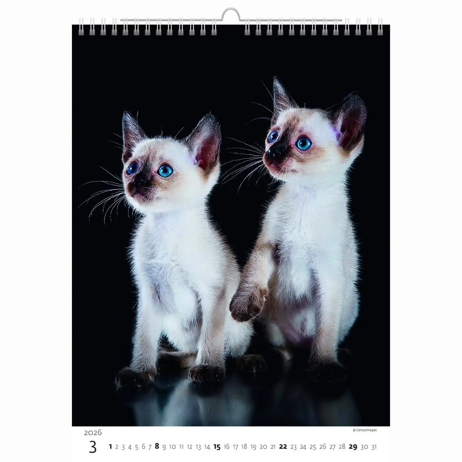 Schattige kittens kalender A3+ 2026+