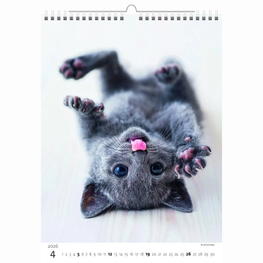 Schattige kittens kalender A3+ 2026+