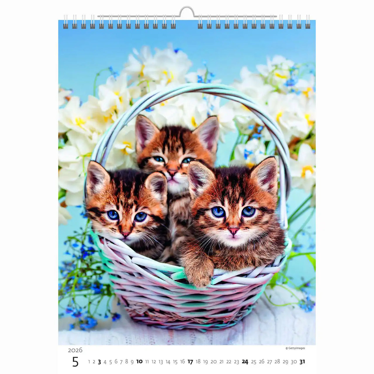 Schattige kittens kalender A3+ 2026+