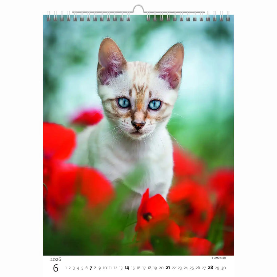 Schattige kittens kalender A3+ 2026+