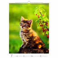 Schattige kittens kalender A3+ 2026+