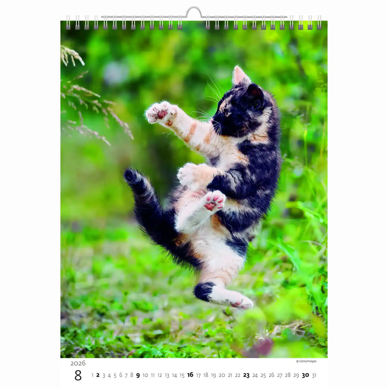 Schattige kittens kalender A3+ 2026+