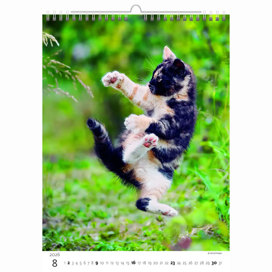 Schattige kittens kalender A3+ 2026+