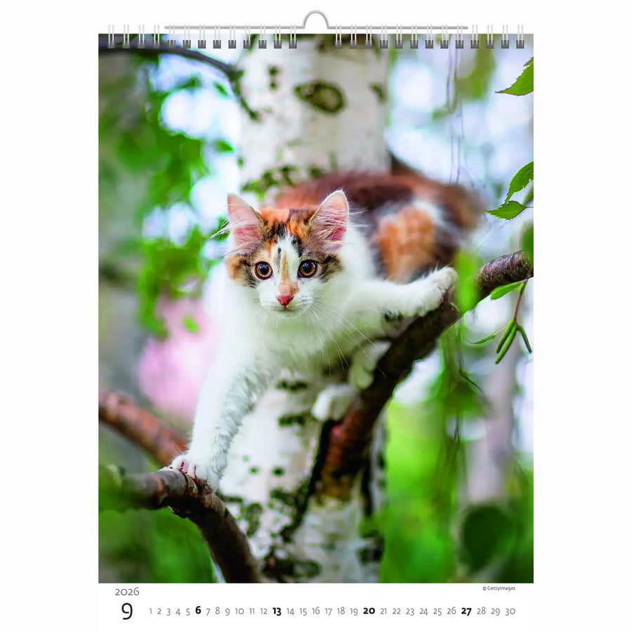 Schattige kittens kalender A3+ 2026+