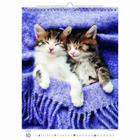Schattige kittens kalender A3+ 2026+