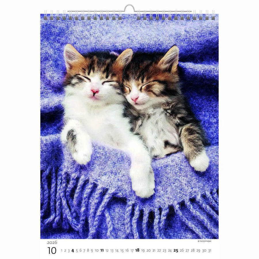 Schattige kittens kalender A3+ 2026+