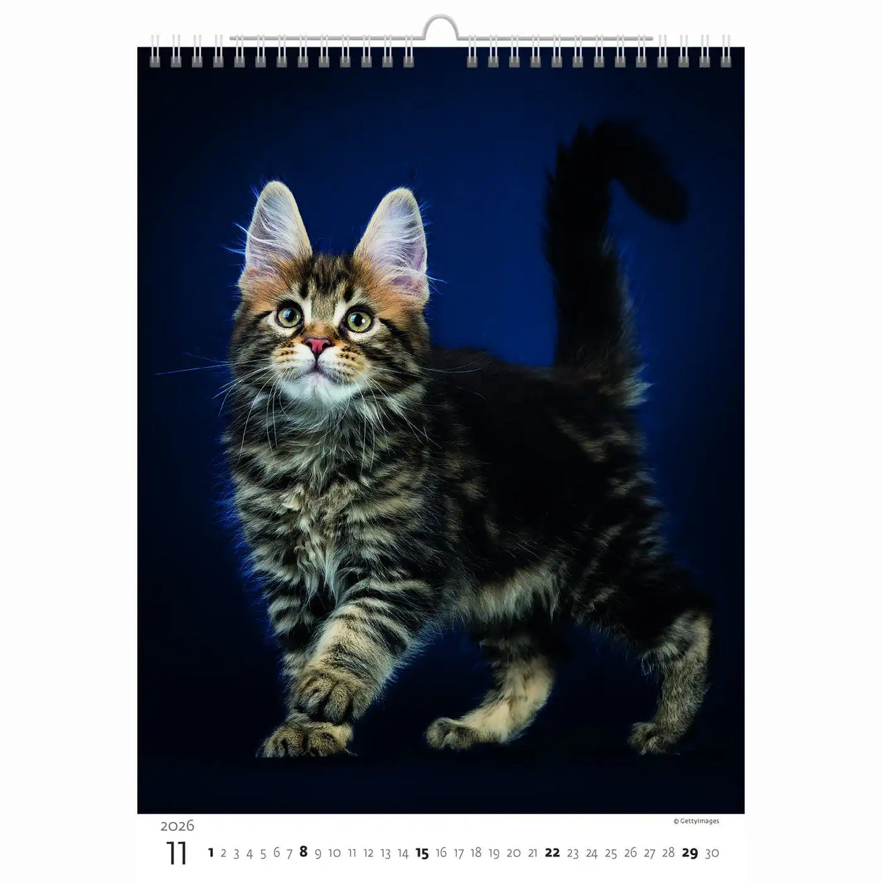 Schattige kittens kalender A3+ 2026+