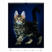 Schattige kittens kalender A3+ 2026+
