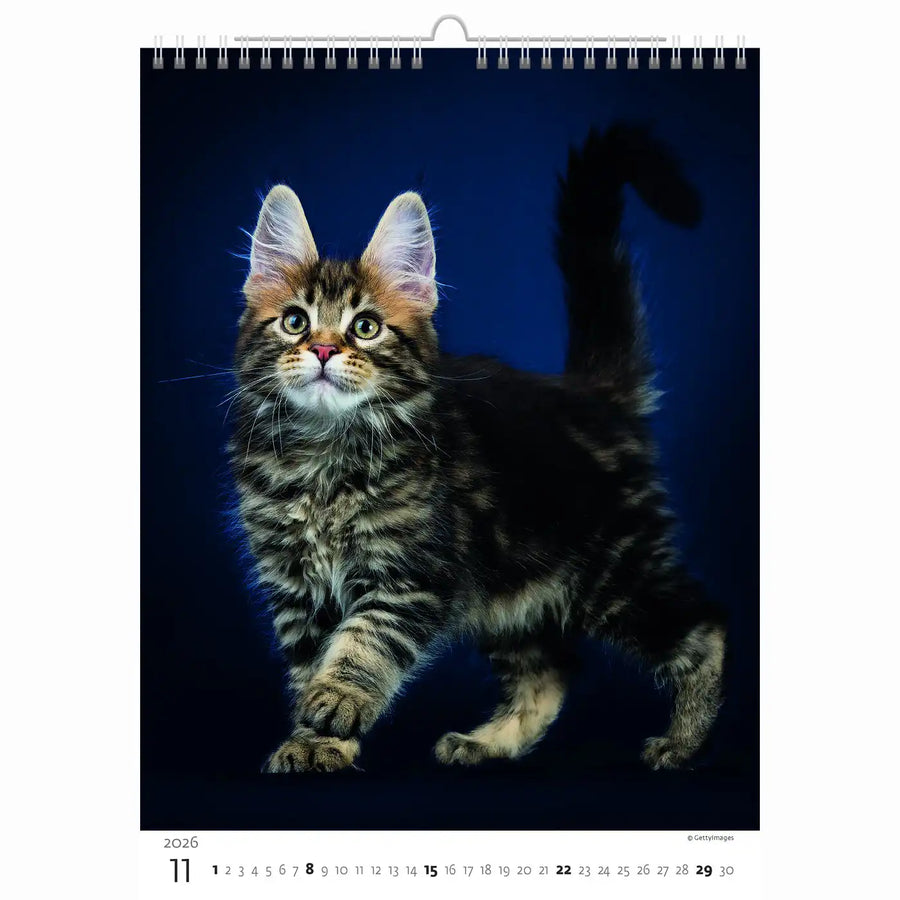 Schattige kittens kalender A3+ 2026+