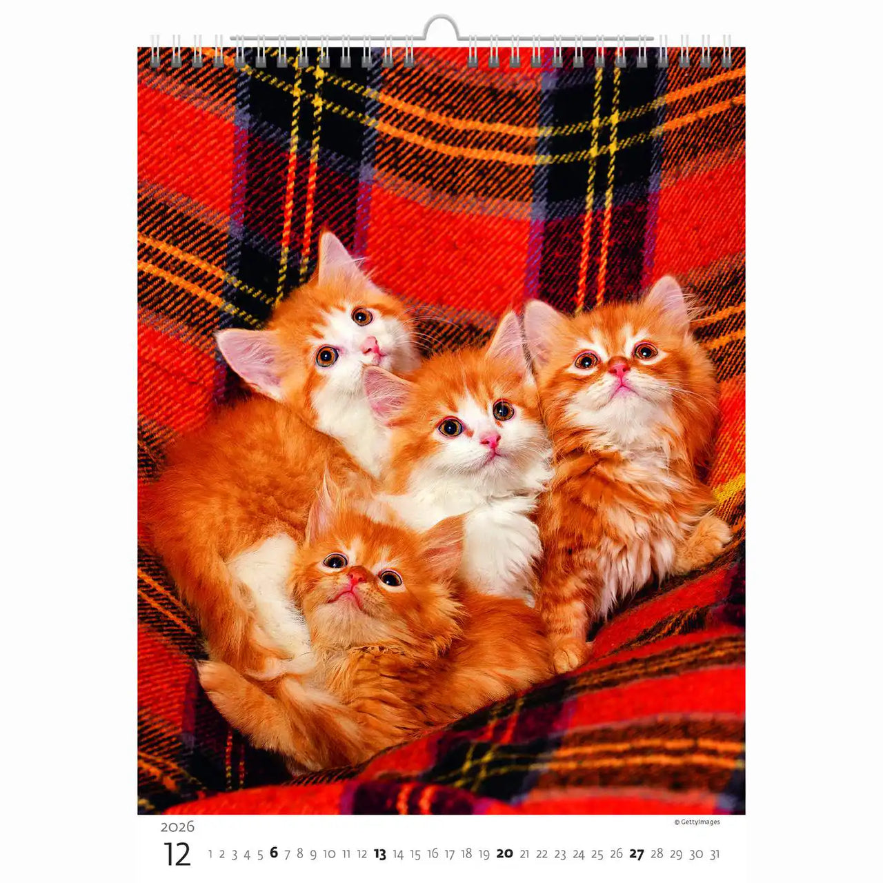 Schattige kittens kalender A3+ 2026+