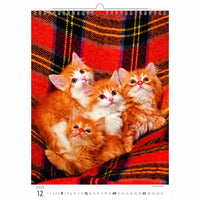 Schattige kittens kalender A3+ 2026+