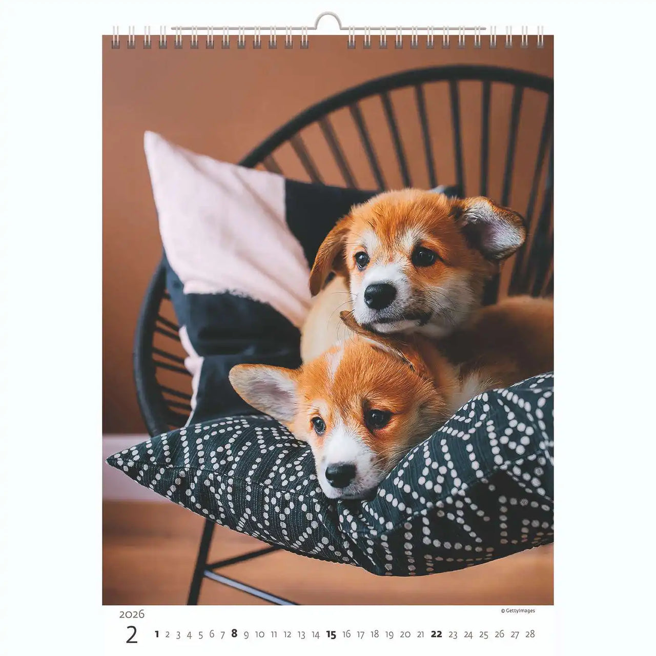Welpenfotos Kalender A3+ 2026+