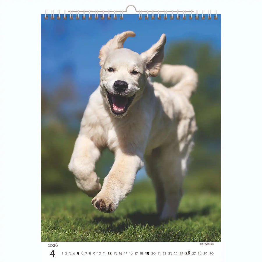 Welpenfotos Kalender A3+ 2026+