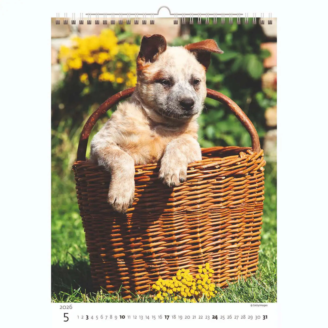 Welpenfotos Kalender A3+ 2026+
