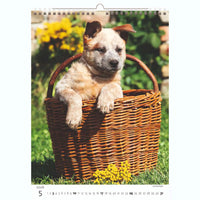 Welpenfotos Kalender A3+ 2026+