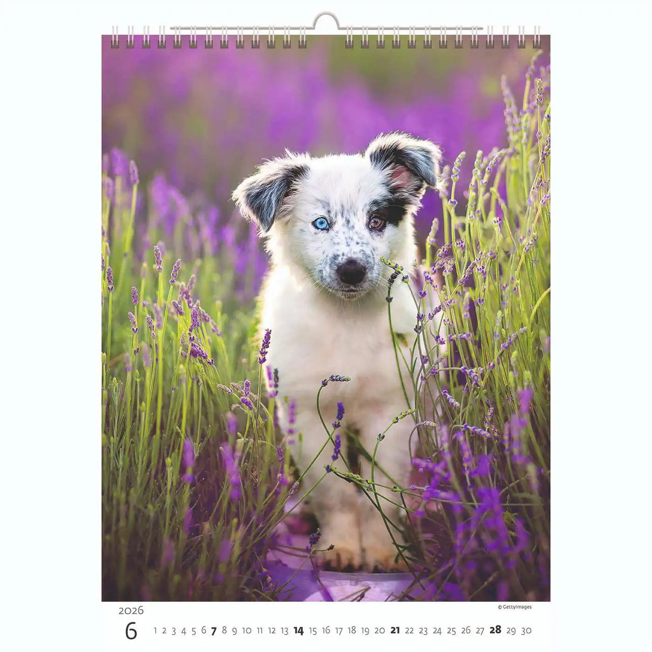 Welpenfotos Kalender A3+ 2026+