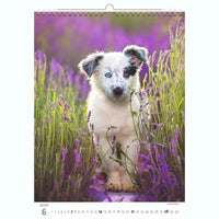 Welpenfotos Kalender A3+ 2026+