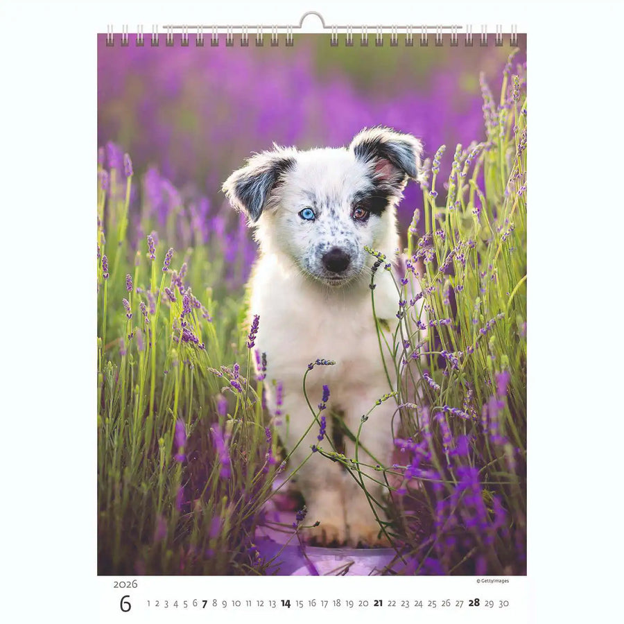 Welpenfotos Kalender A3+ 2026+
