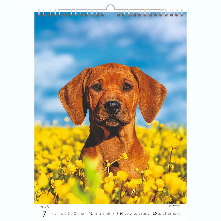 Welpenfotos Kalender A3+ 2026+