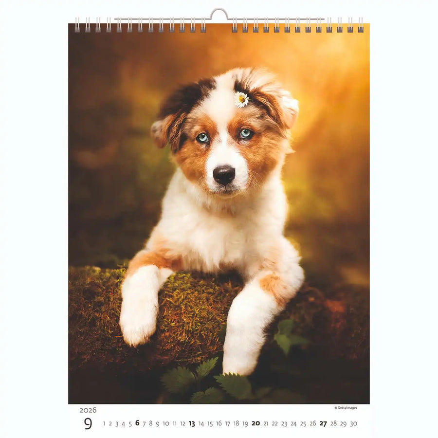 Welpenfotos Kalender A3+ 2026+