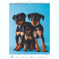 Welpenfotos Kalender A3+ 2026+