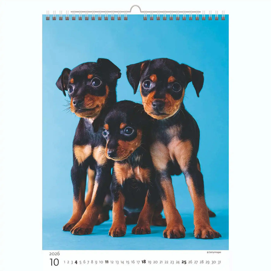Welpenfotos Kalender A3+ 2026+
