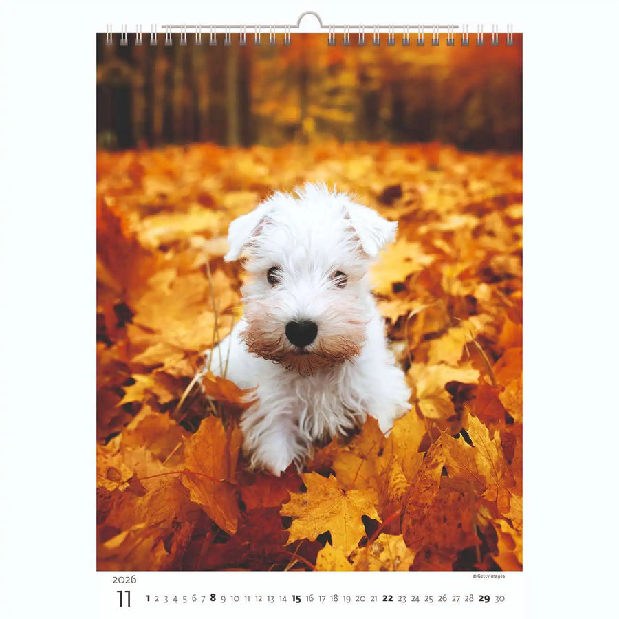 Welpenfotos Kalender A3+ 2026+