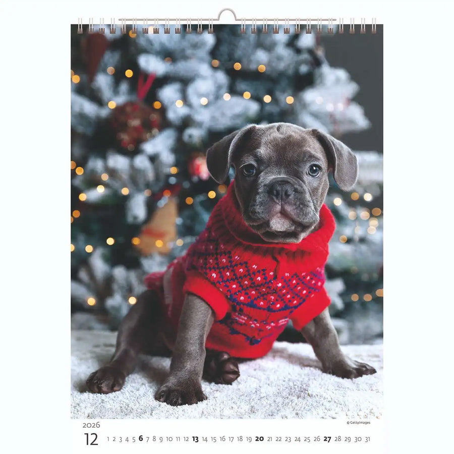 Welpenfotos Kalender A3+ 2026+