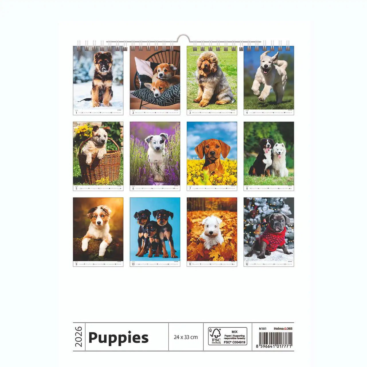 Welpenfotos Kalender A3+ 2026+