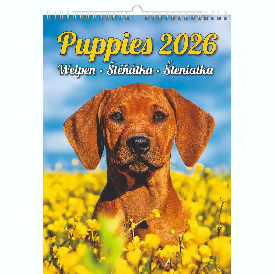 Welpenfotos Kalender A3+ 2026+