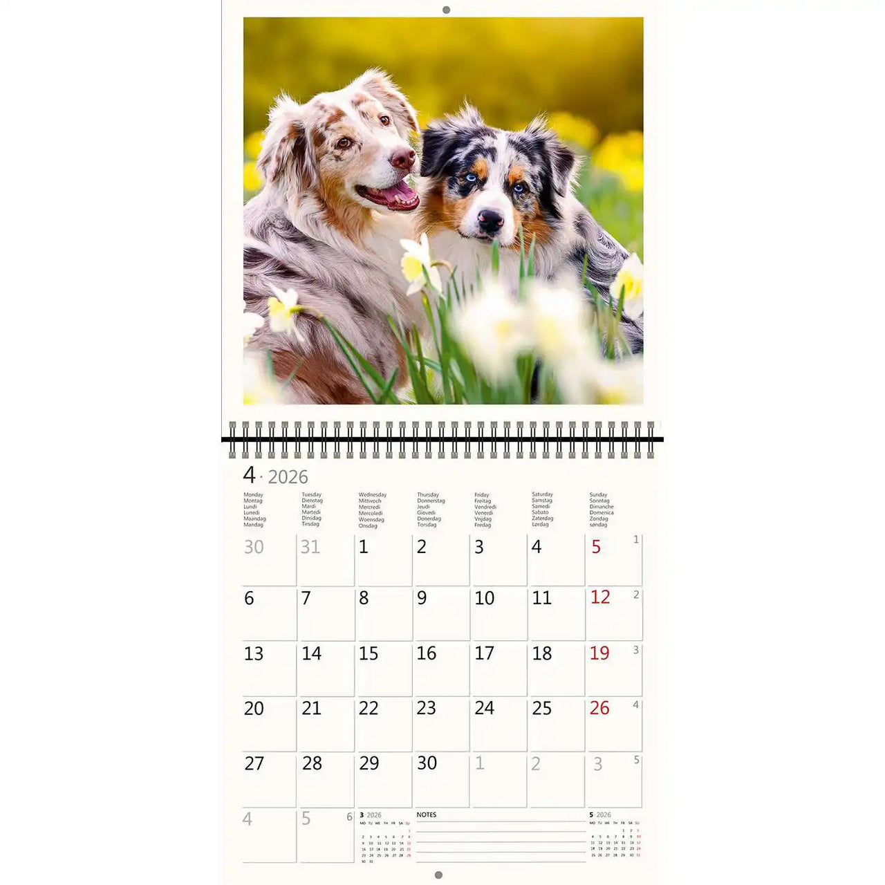 2026 Schreiben von Kalender 30 x 30 Hunde