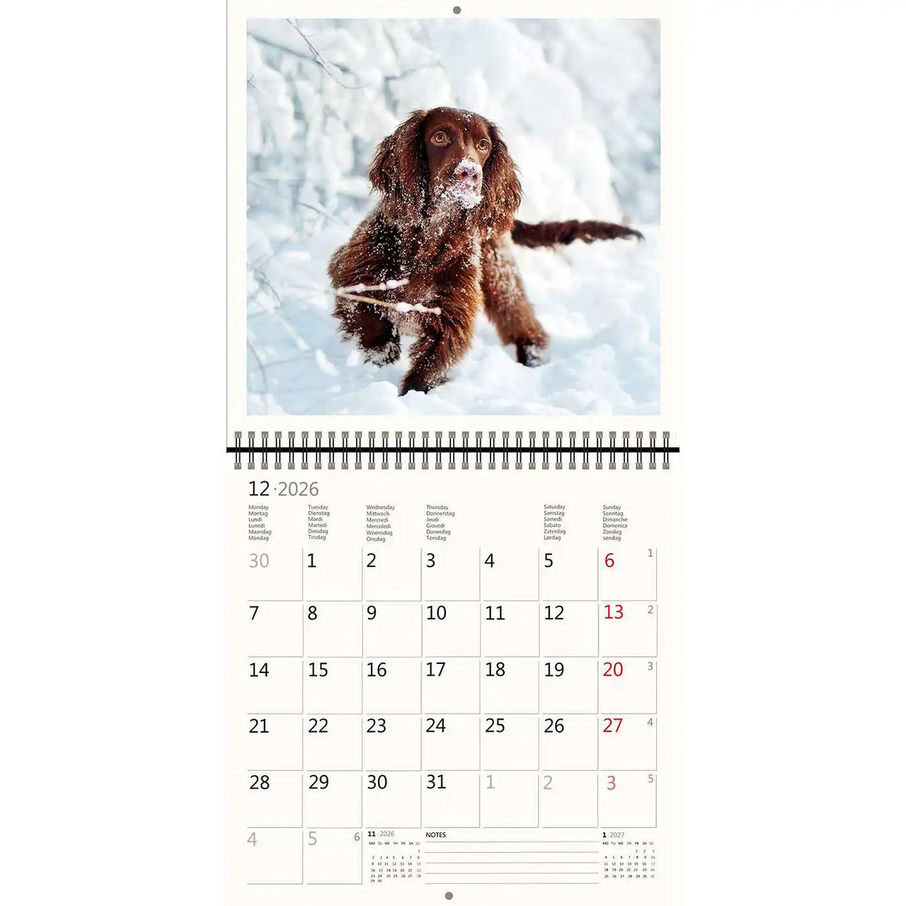 2026 Schreiben von Kalender 30 x 30 Hunde